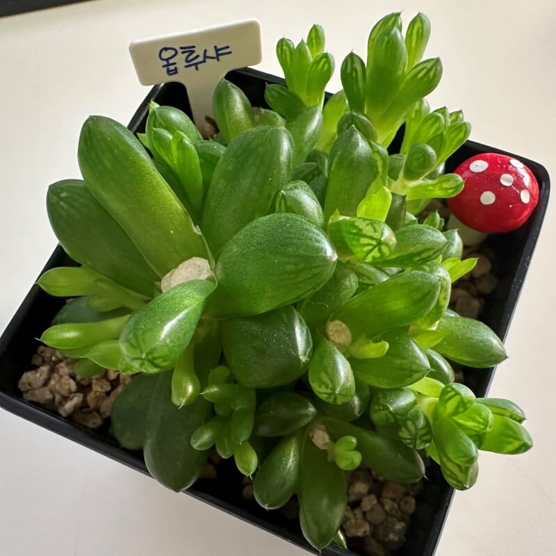 키우기 쉬운 다육식물 옵투사 옵투샤