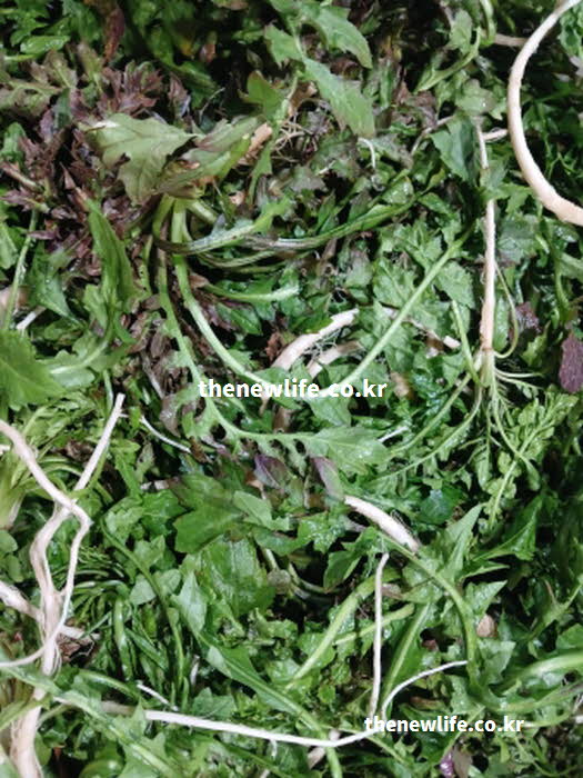 봄 냉이 효능의 춘곤증 예방에 효과적인 비타민C가 풍부한 실사진