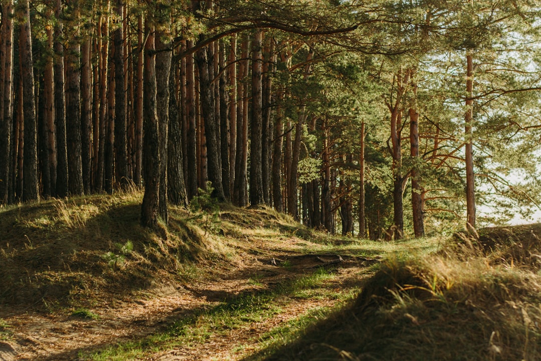Forest.