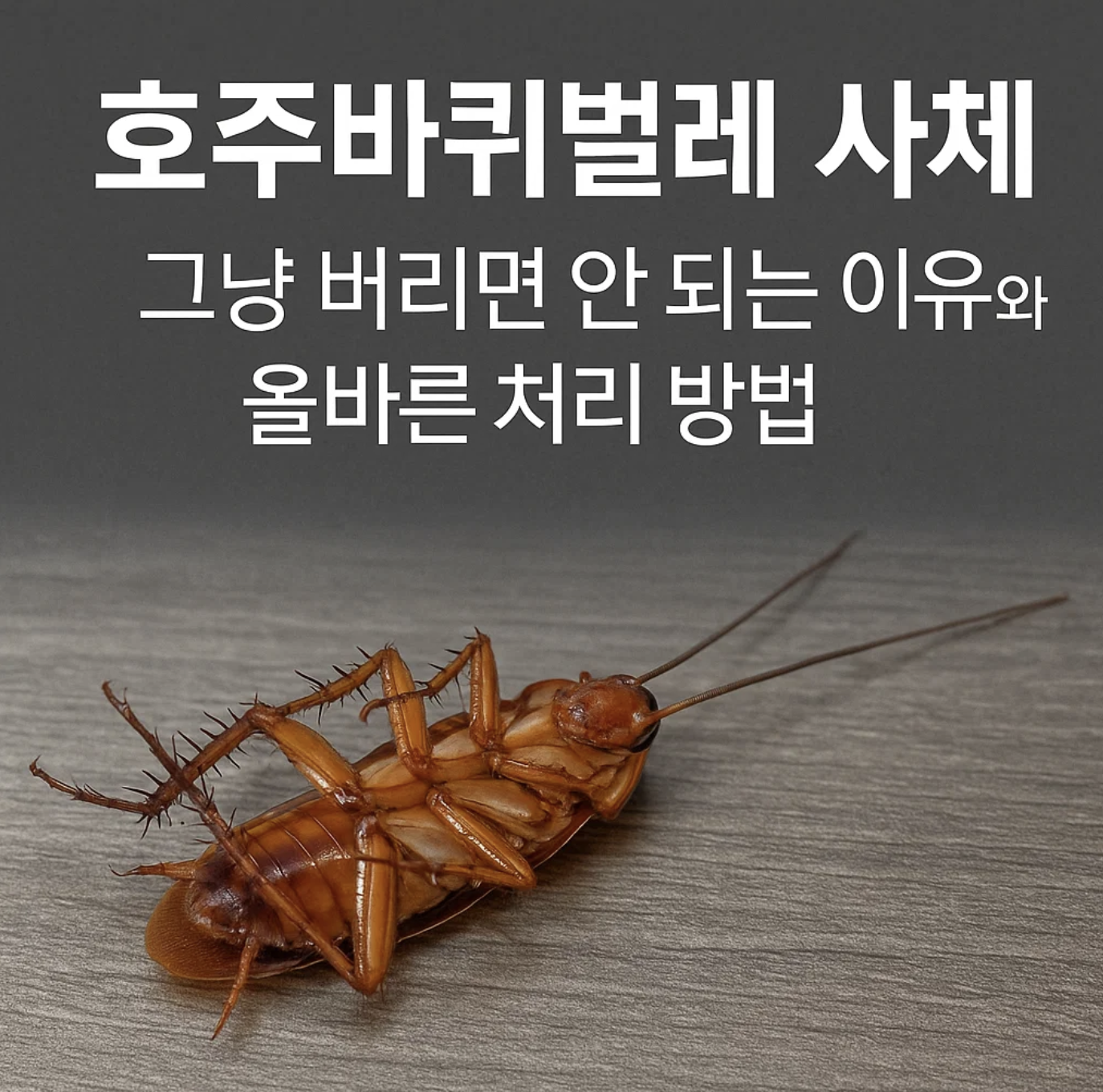 호주바퀴벌레 사체, 그냥 버리면 안 되는 이유와 올바른 처리 방법