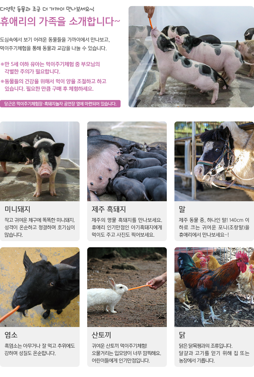 휴애리 여름 수국축제