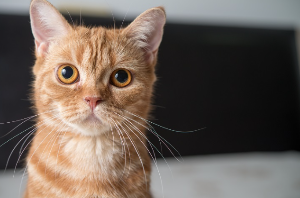 이쪽을 바라보는 고양이