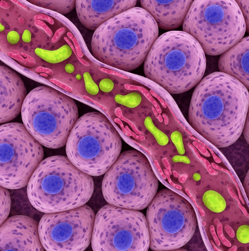 간 영양제 추천 밀크씨슬 선택법9