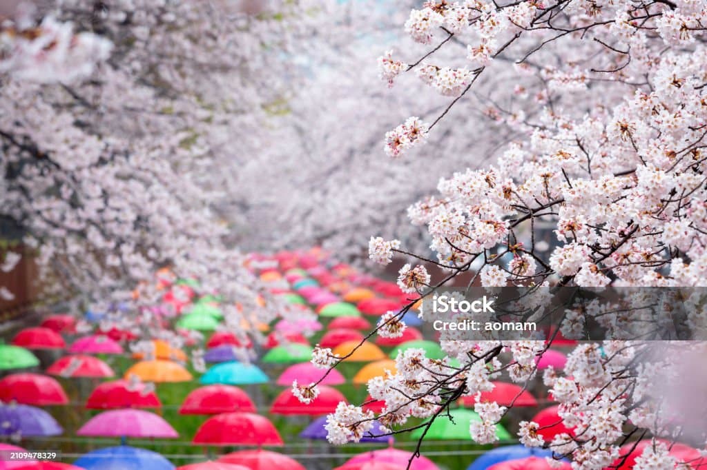 2025 진해 군항제 일정 알아보기