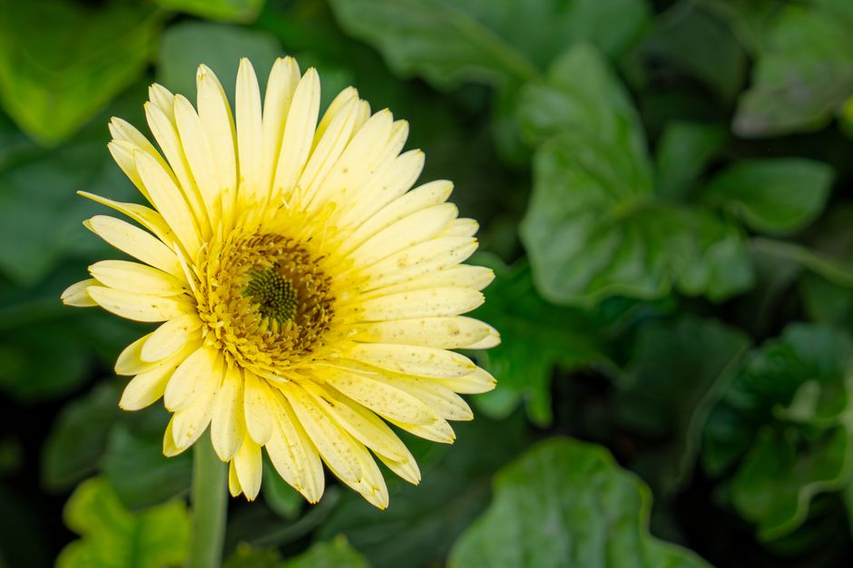 Bright yellow gerbera daisy in lush green foliage. Vibrant and natural floral beauty.