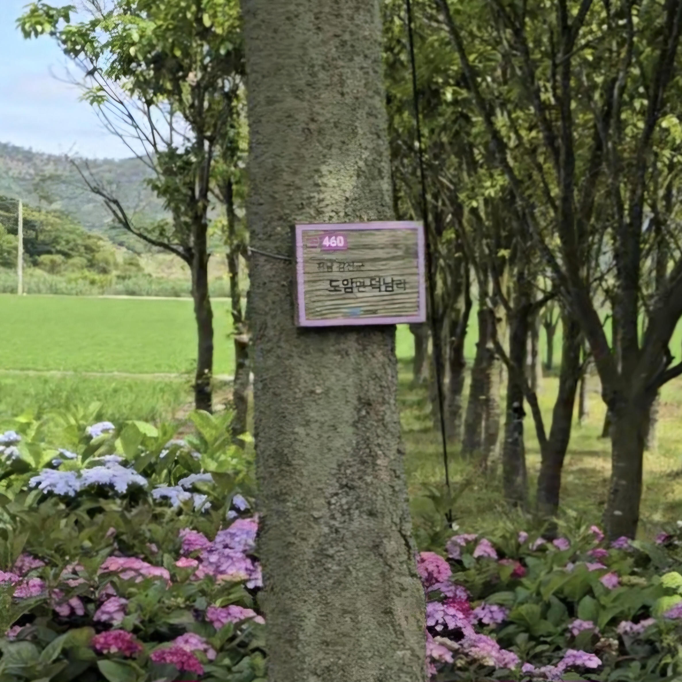 도초도팽나무길