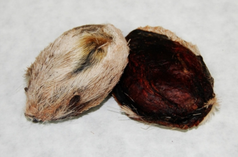 야생에서 채취를 한 사향노루의 생식선인 사향을 하얀 바닥 위에 2개 놓아두고 찍은 사진