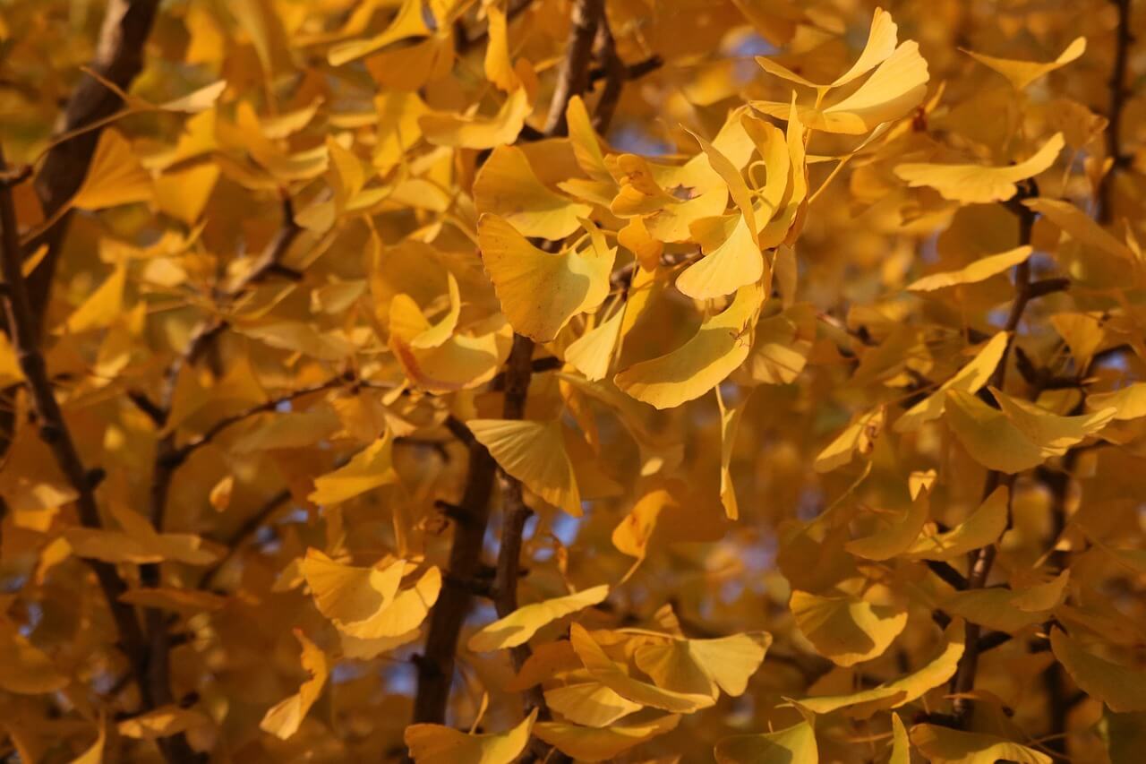 에버랜드 은행나무숲 예약