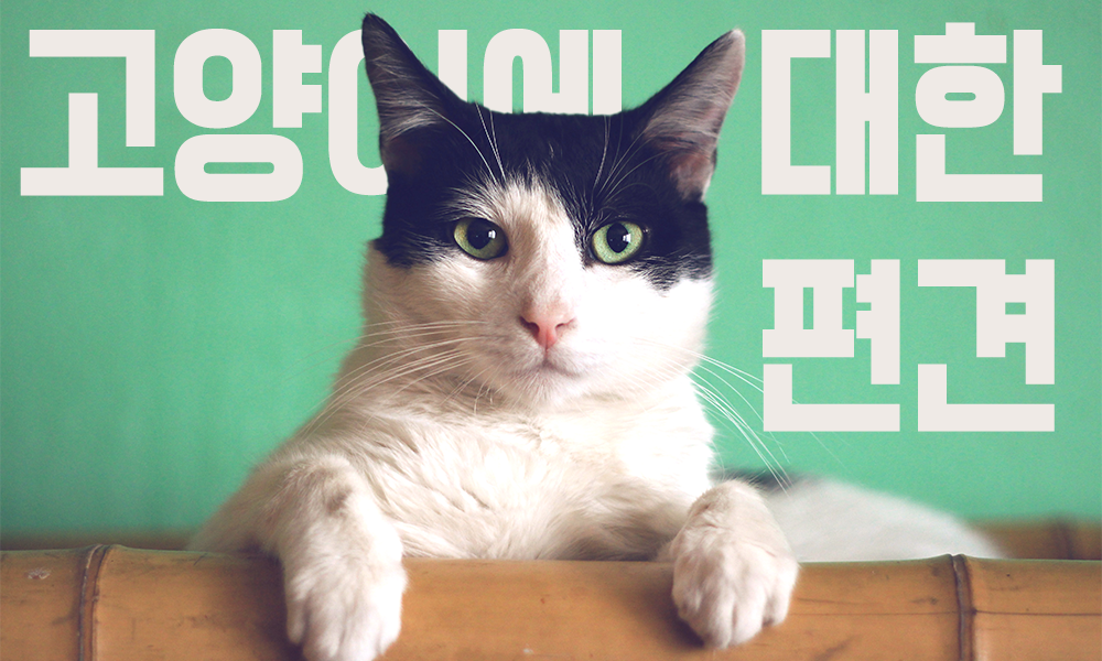 고양이-편견
