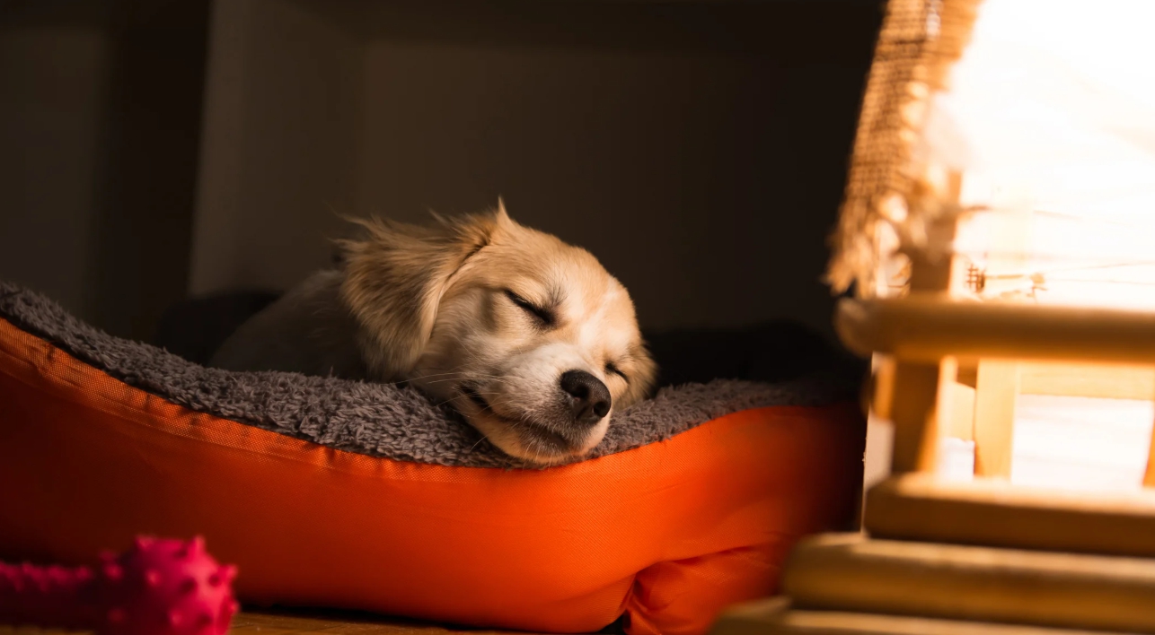 퍼피 시기 건강 관리 관련 사진