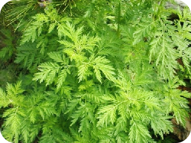 간에-좋은-음식