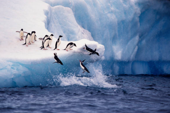 극지방과 세계 생태계의 상호 연결성
