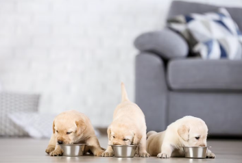 개 사료를 먹는 강아지.