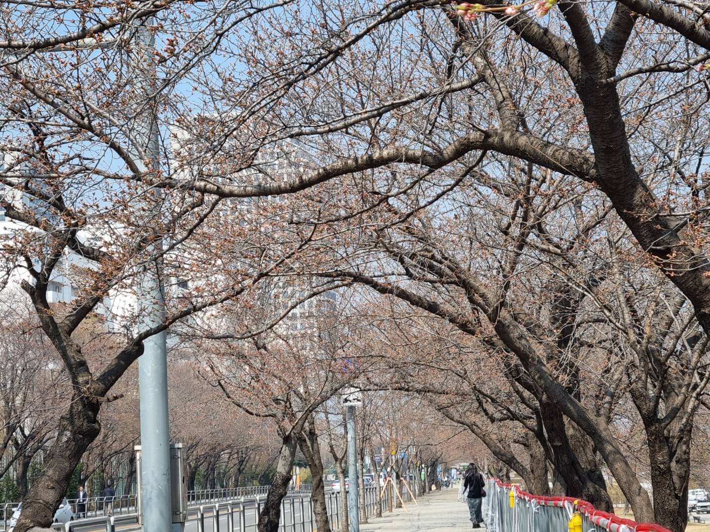 여의도 샛강 생태공원 여의도 벚꽃축제