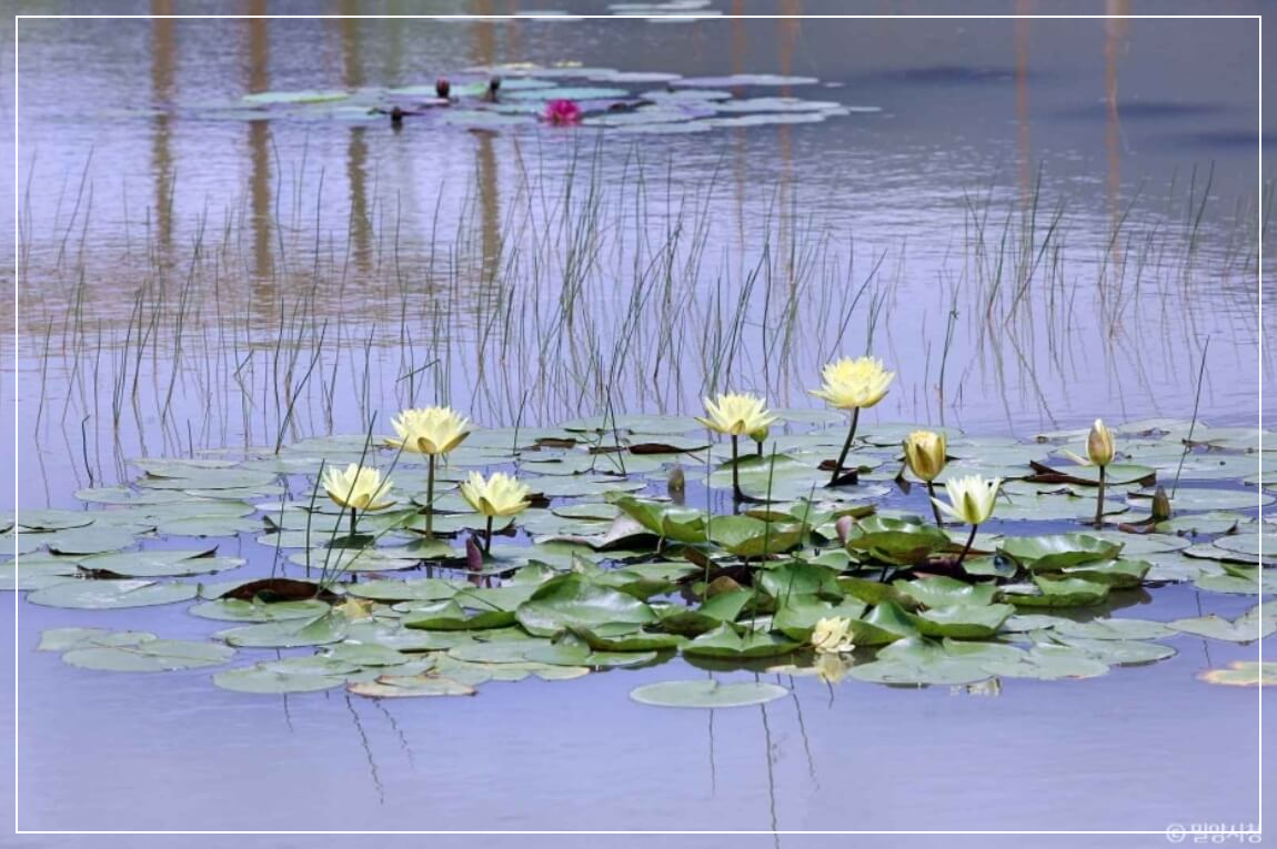 밀양 가볼만한곳 베스트10 밀양연꽃단지