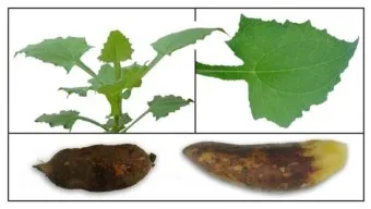 야콘 재배 덩이 비대 관리 토양 갈기 저장 요령_8