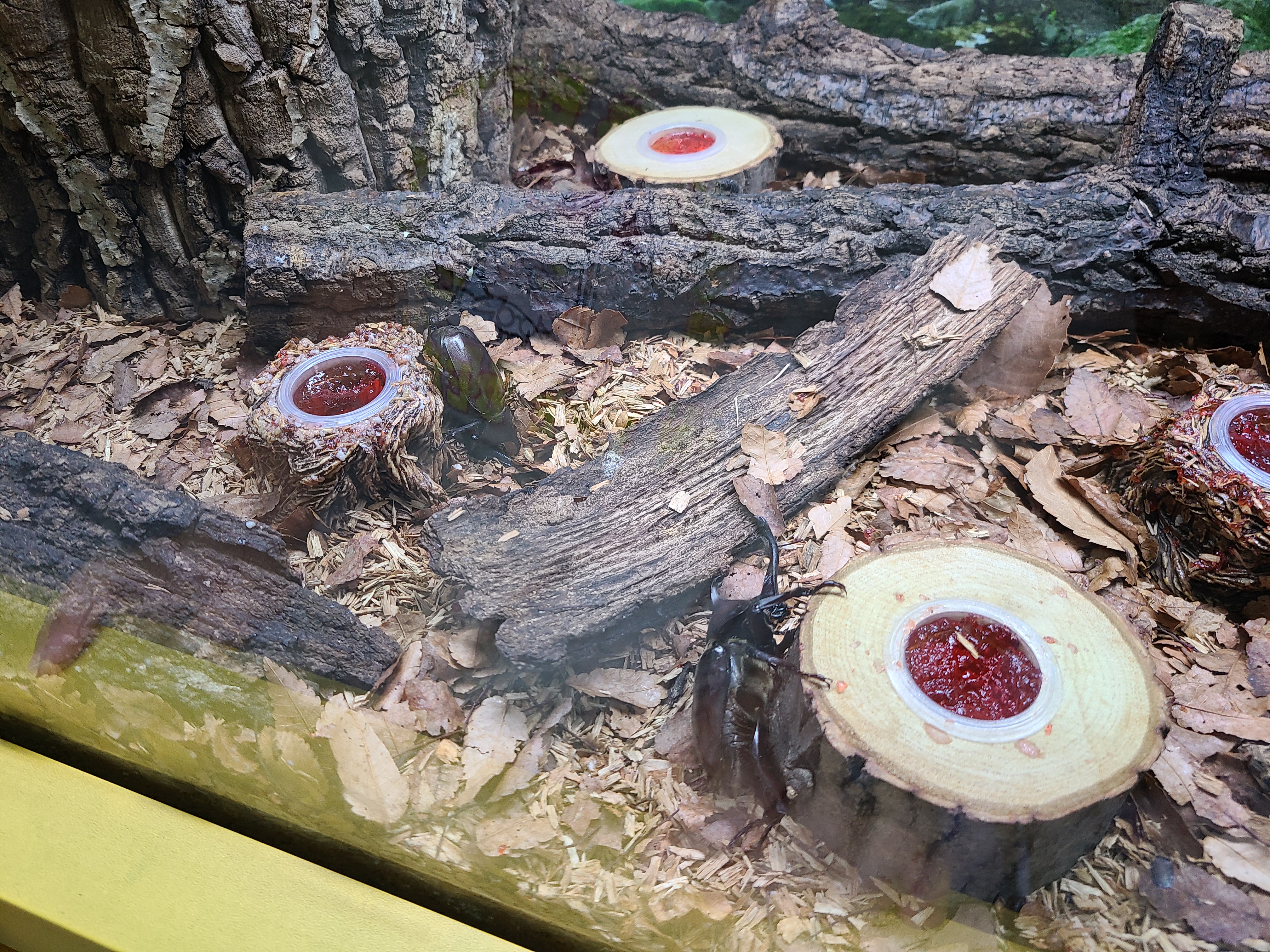 양평곤충박물관 장수풍뎅이