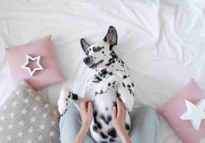 개가 배를 보이는 이유