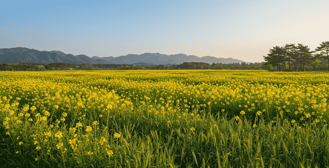 보령 유채꽃 청보리밭 ㅣ 힐링여행 완벽코스