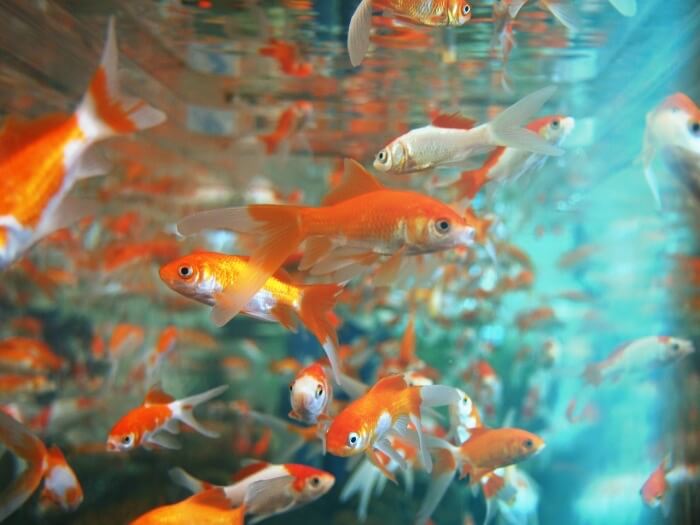 어항속에-수많은-금붕어들
