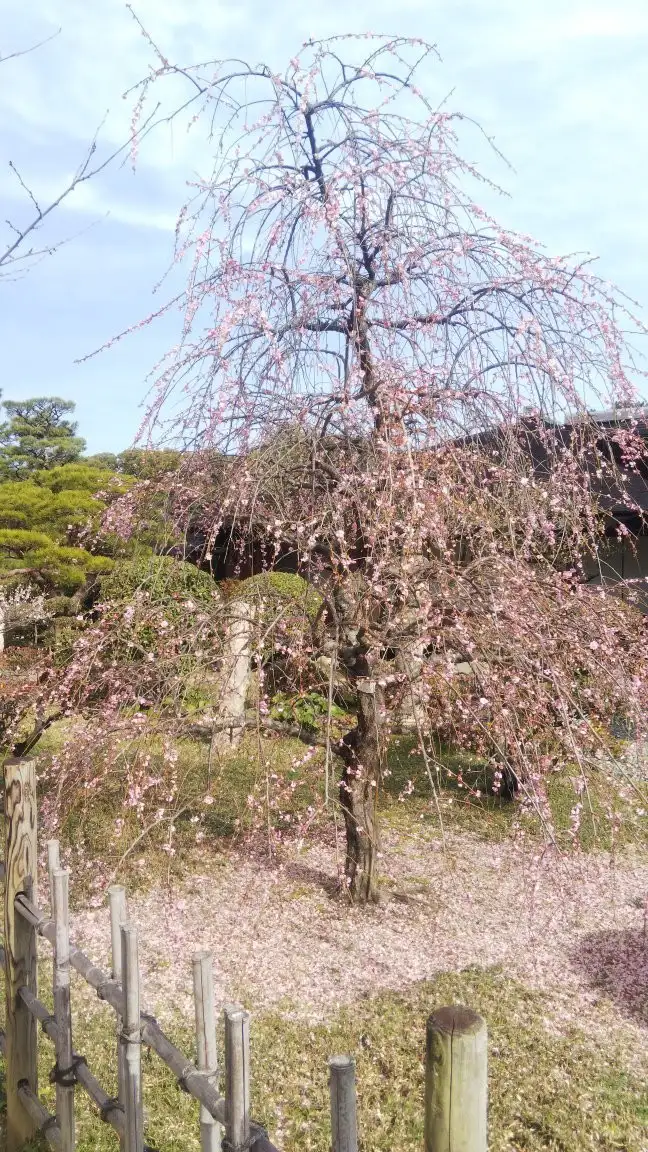 히로시마 슈케이엔 벚꽃