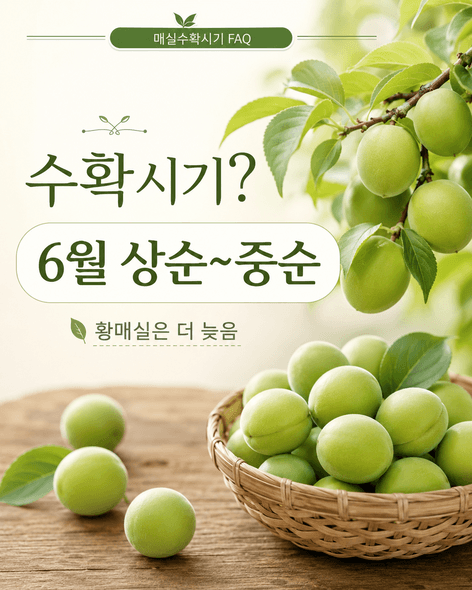 매실수확시기