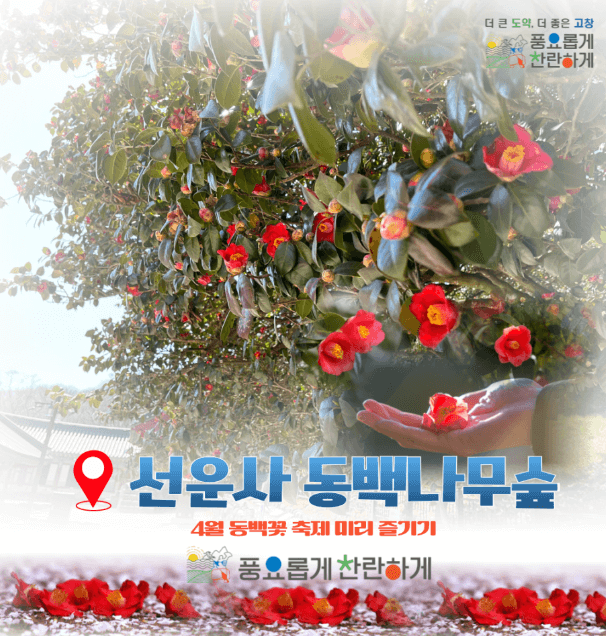 선운사 동백꽃 축제