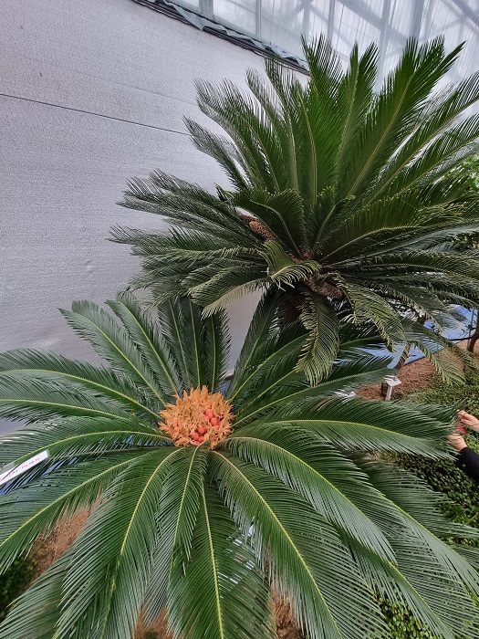 소철암꽃-청주랜드