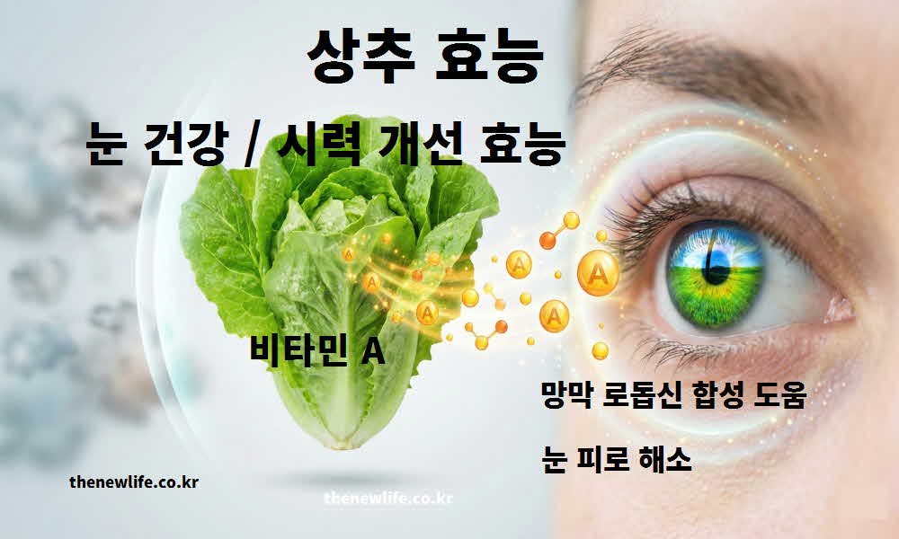 상추 효능 눈 건강 시력 개선