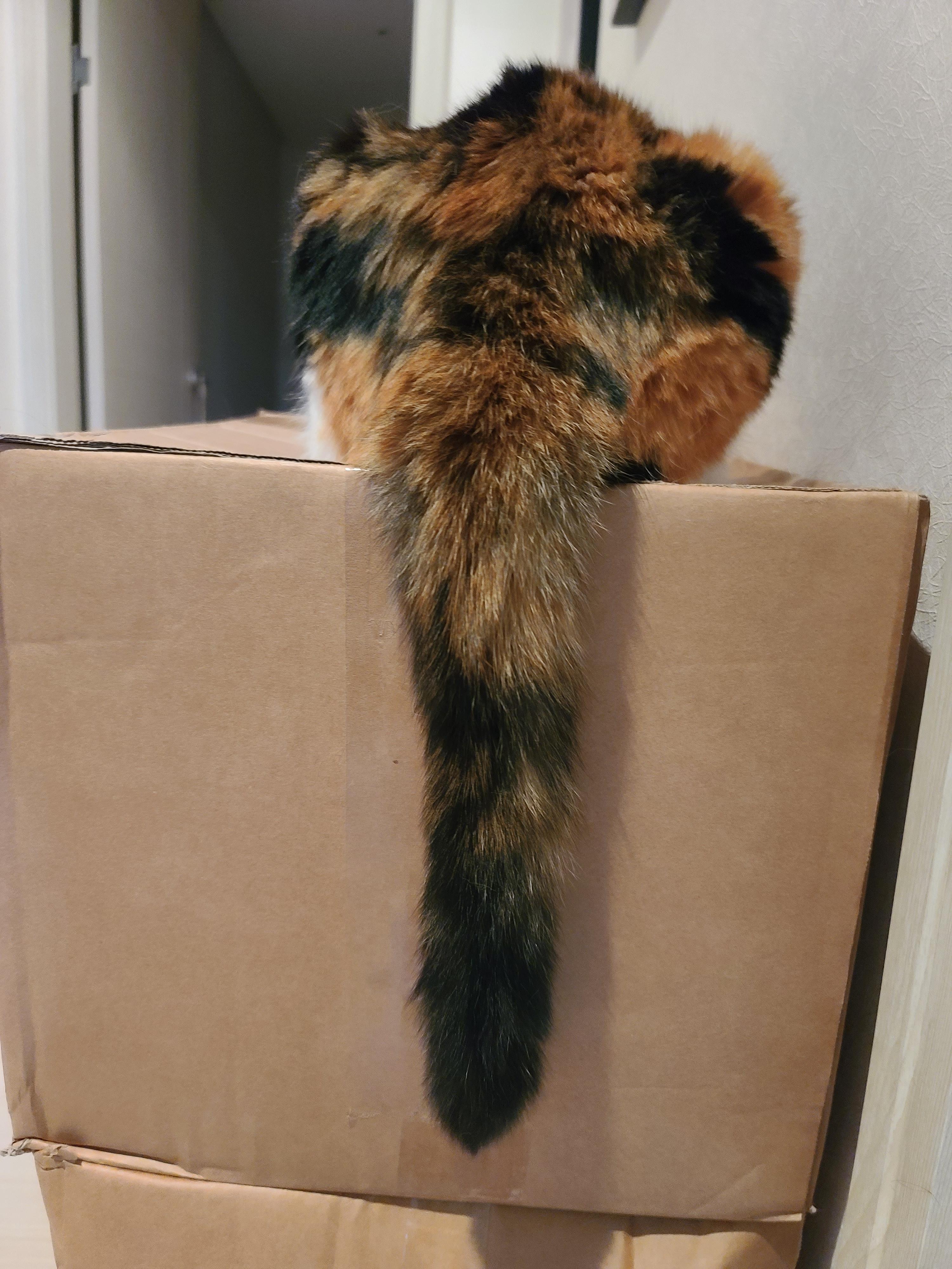 쉴-때도-엣지-있는-요미-꼬리