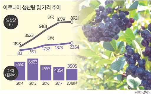 아로니아 재배 전정 포인트 병충해 방제 수확 저장_2