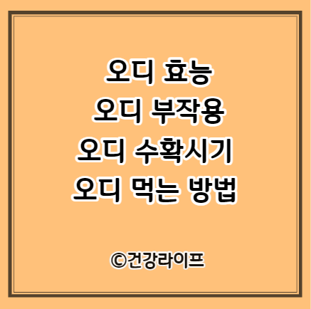 오디 효능&#44; 오디 부작용&#44; 오디 수확시기&#44; 오디 먹는 방법