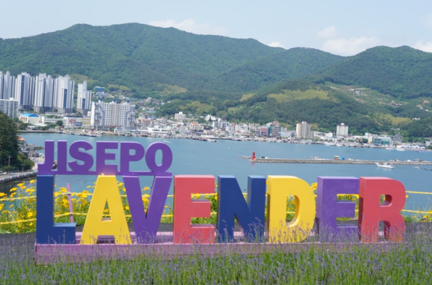 거제 지세포진성꽃동산 금계국 명소! 황금물결의 절정