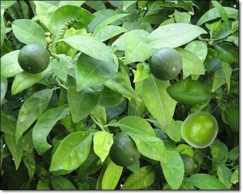 라임 열매