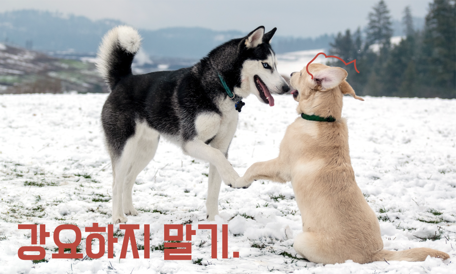 강아지 사회성