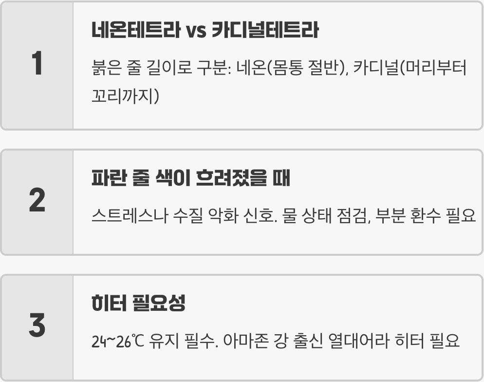 물멍의 시작, 네온테트라가 최고의 입문 어종인 이유