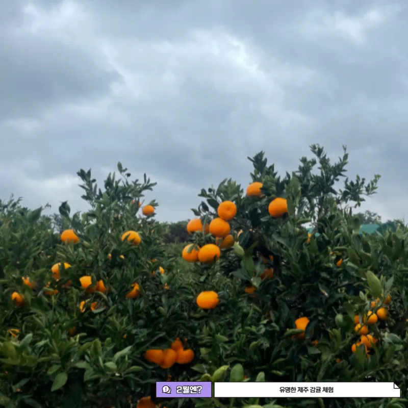 제주도 감귤 사진