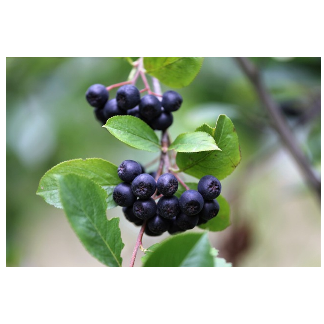 아로니아와 관련된 사진입니다.