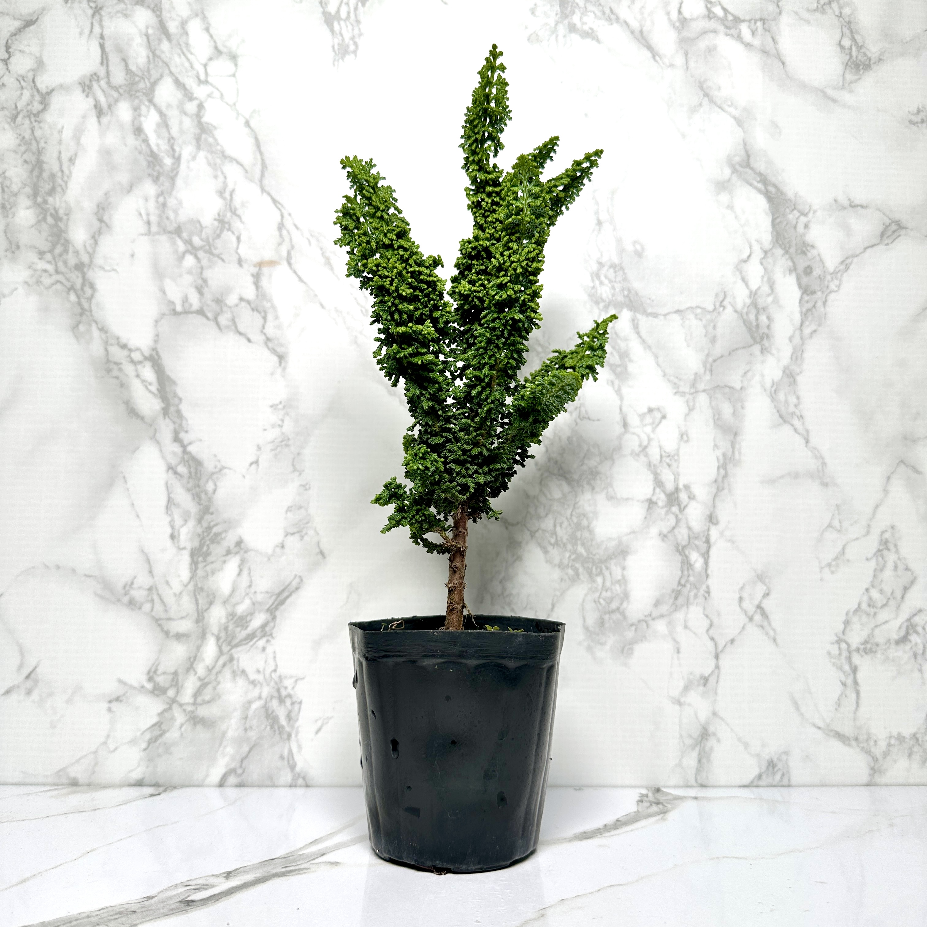 석화회 키우기 나무 분재 삽목