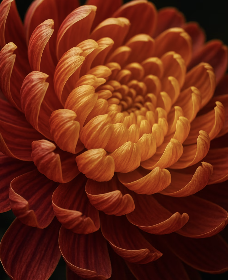 꽃잎의 수와 배열