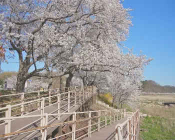 경주벚꽃축제_20