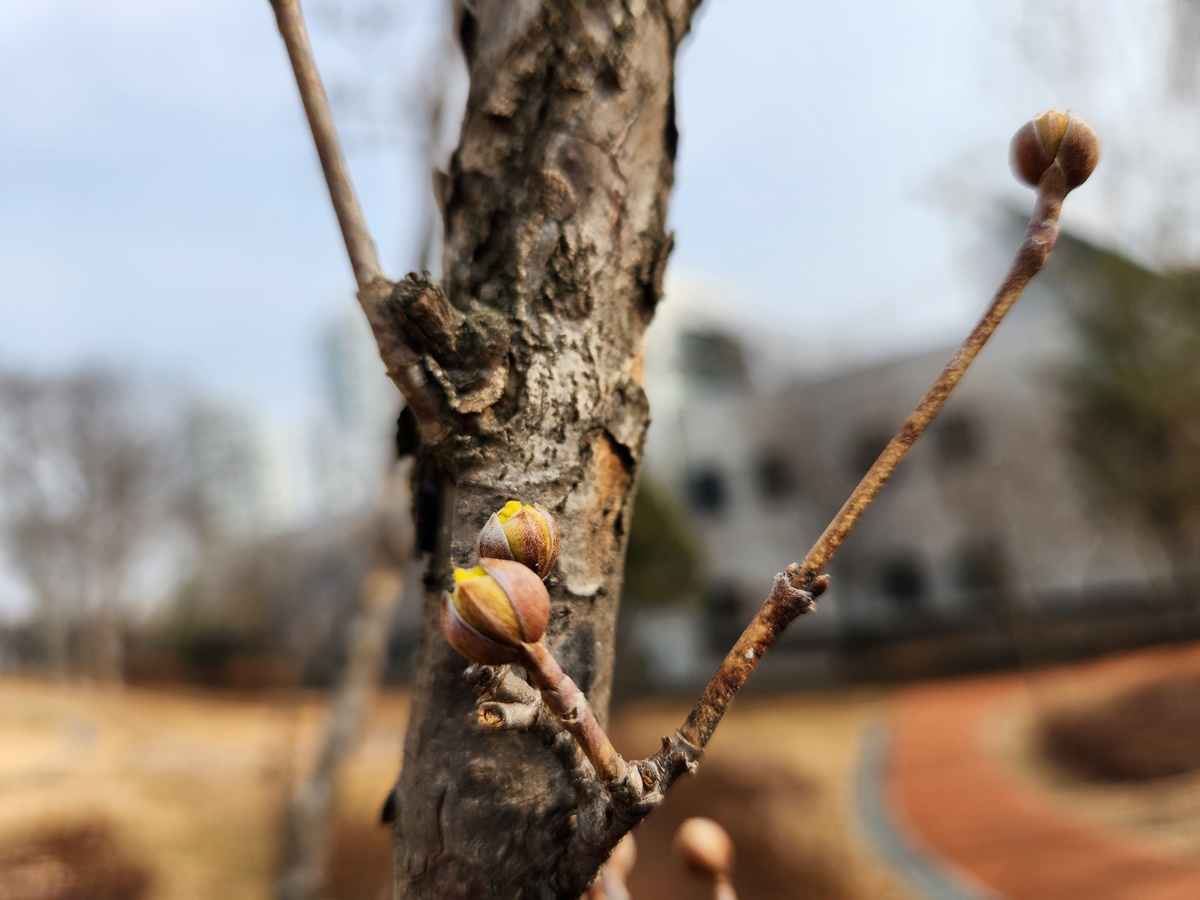 산수유