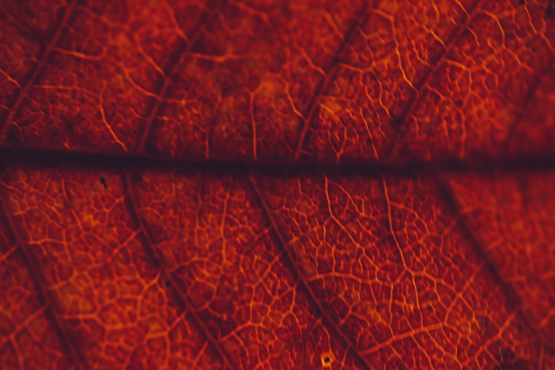 Retinopathy