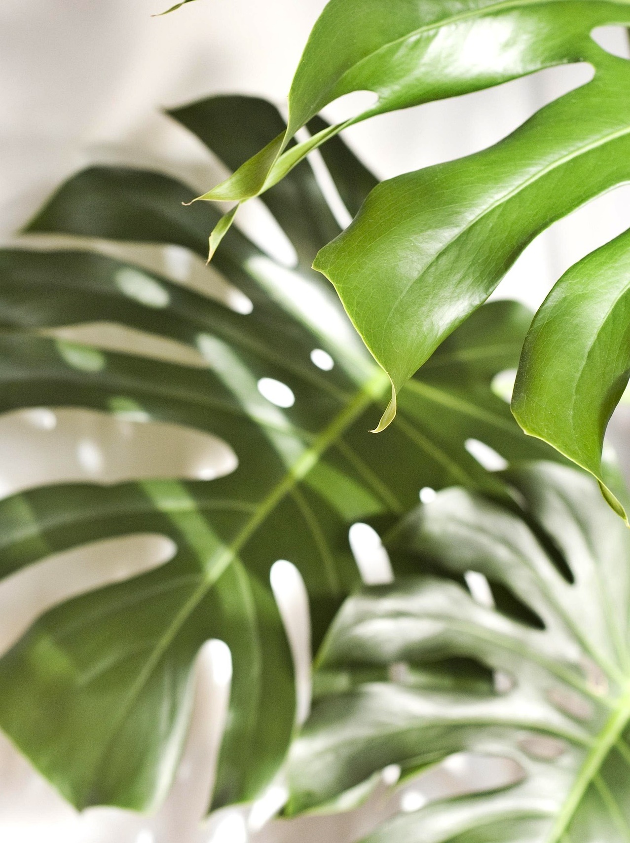 영하 한파 식물 살리는 법! 다육이&middot;몬스테라&middot;고무나무 겨울 가이드