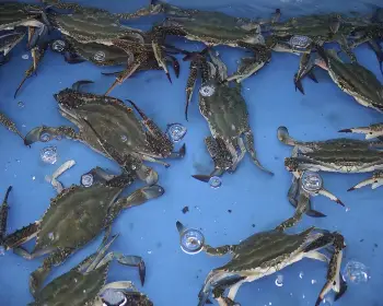 서천 홍원항 자연산 전어 꽃게 축제_13