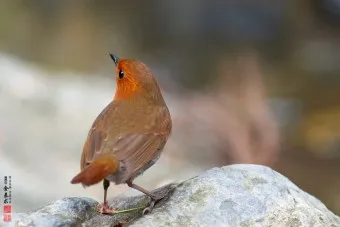 붉은가슴울새 영국 겨울 새 특징 매력 이미지_2