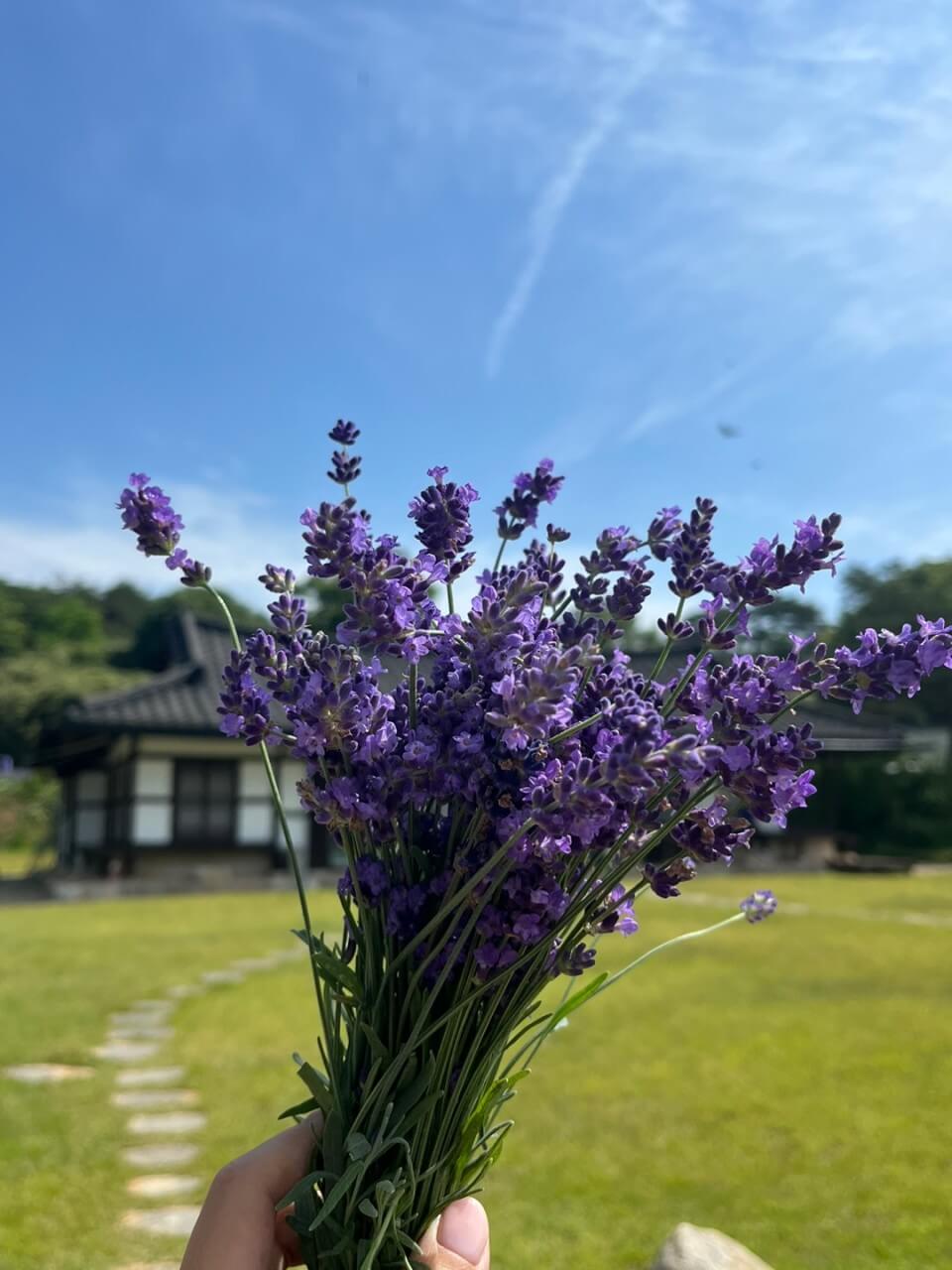 생생정보 2309회 장PD의 AI 여행기 고창 여행일정 총정리, 고창청농원, 해변승마클럽 취게팜, 두암초당, 본가 백합한상