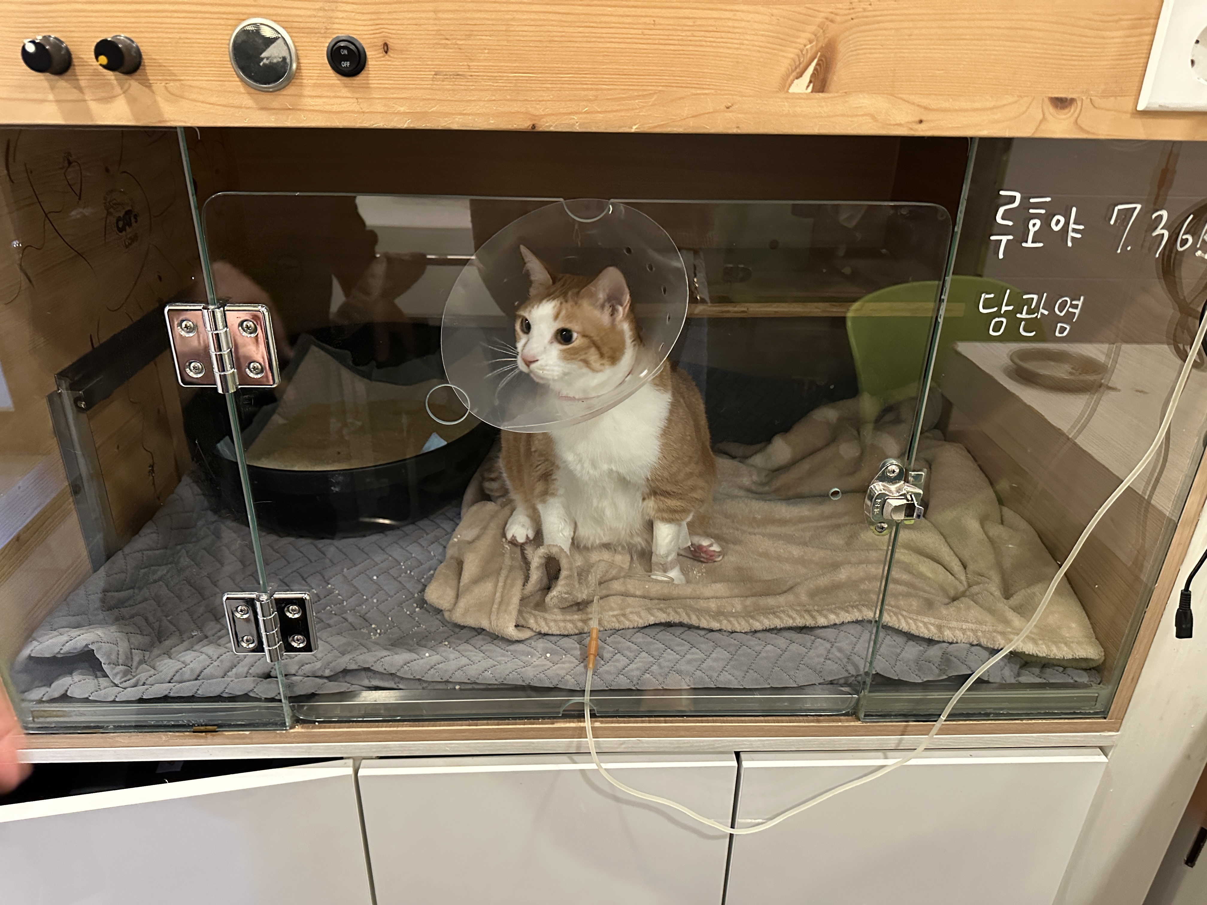 입원한_호야_고양이_담관염_췌장염_8