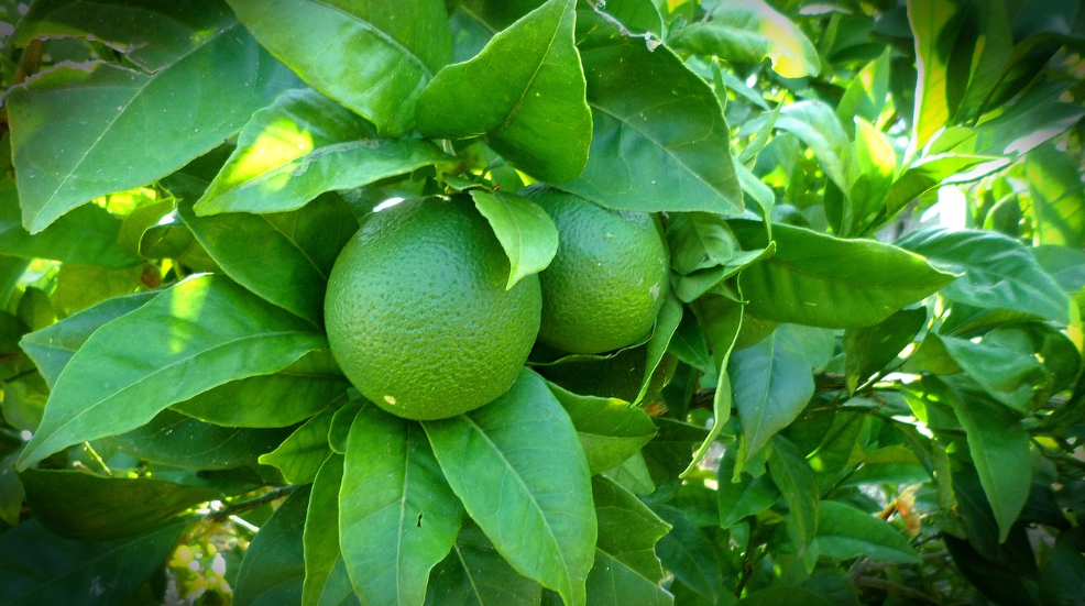 lime