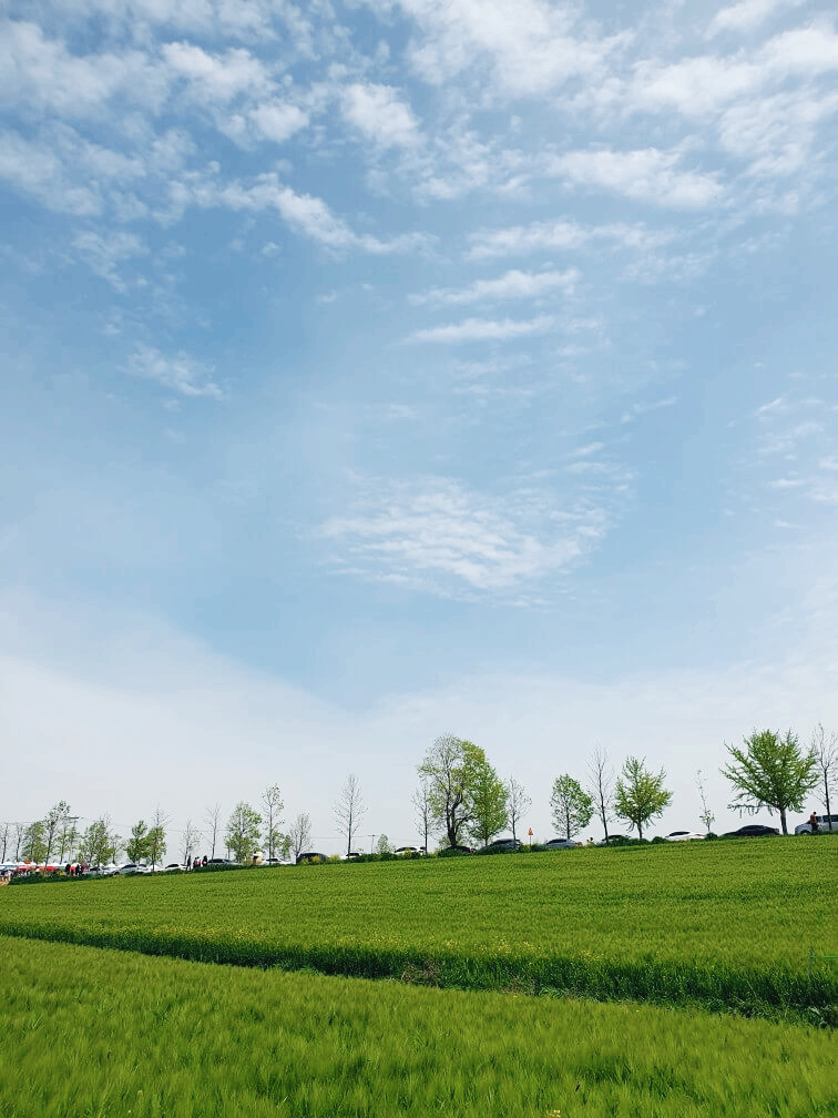 고창 청보리밭 축제